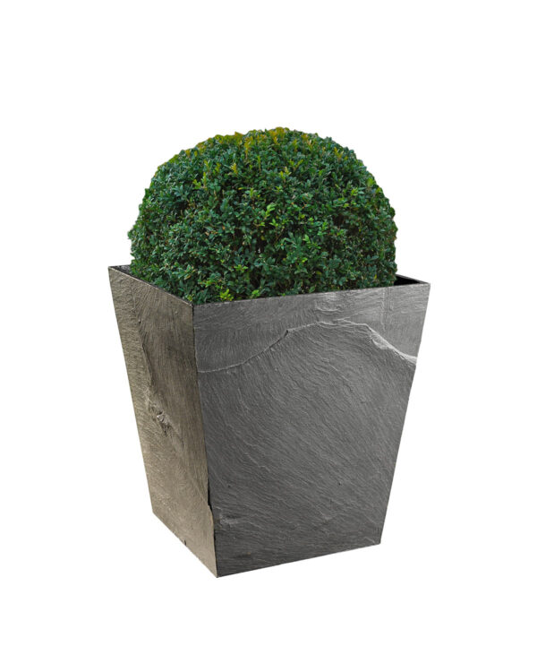 CHAMAEROPS4