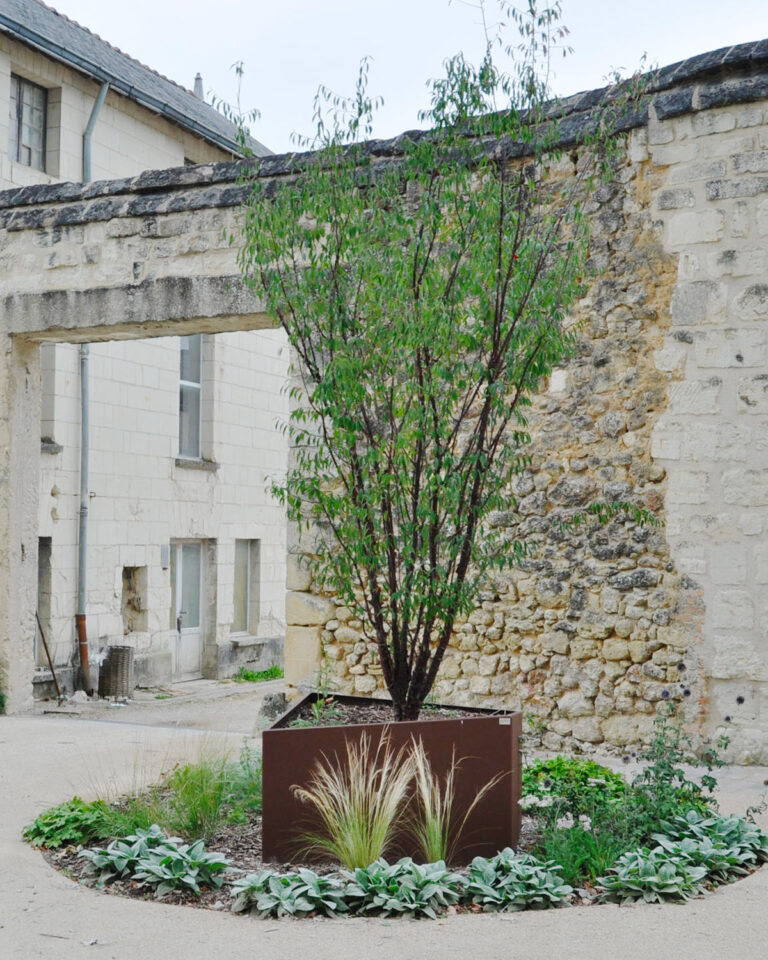 Bac Acer – Image 4
