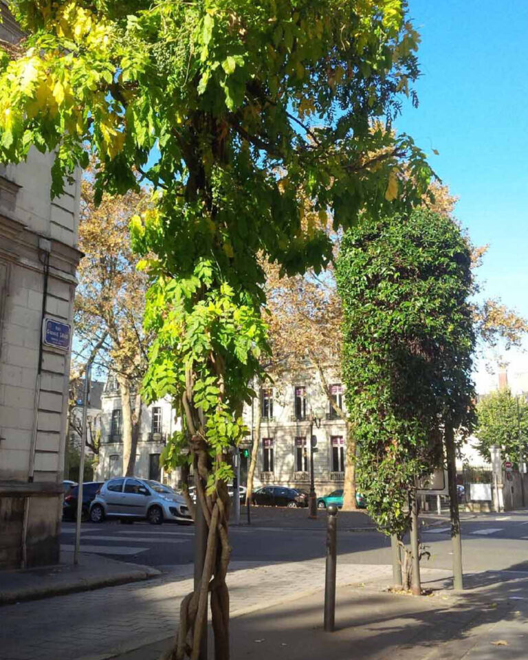 Arbre urbain - Image 2