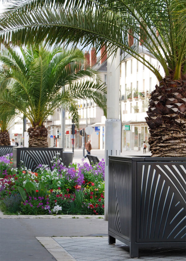 Bac Tilia – Image 2