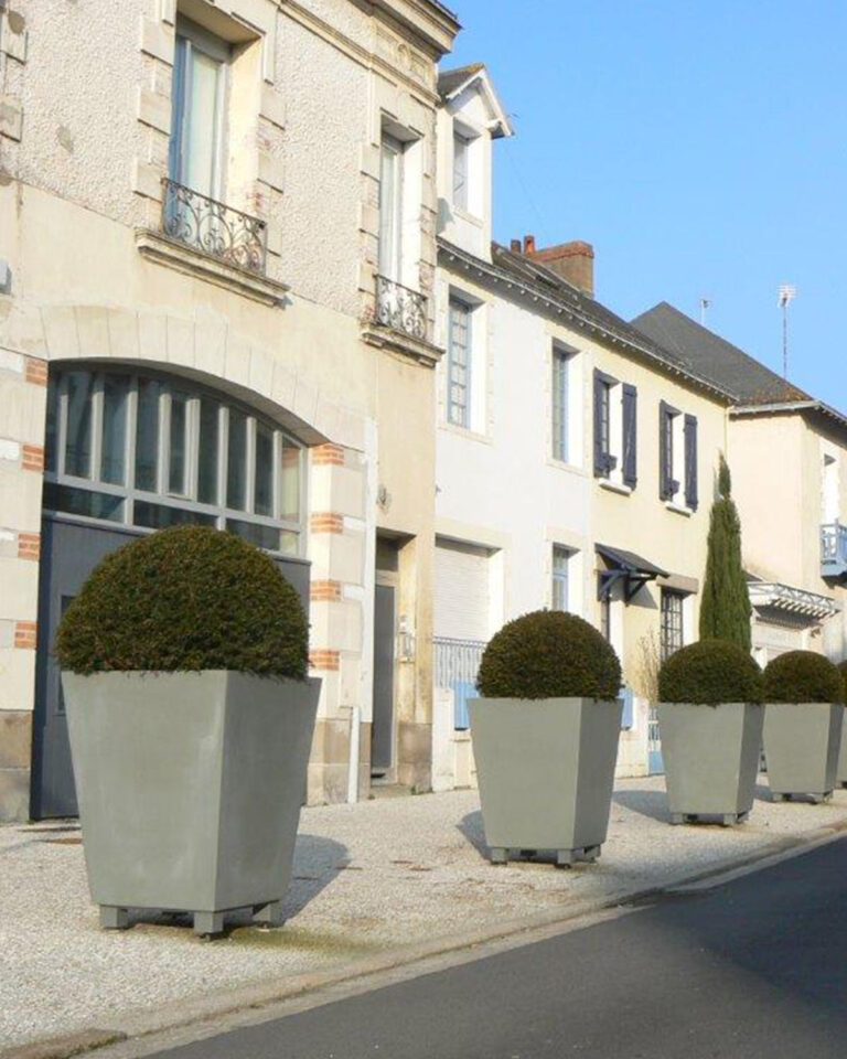 Bac Chamaerops – Image 3