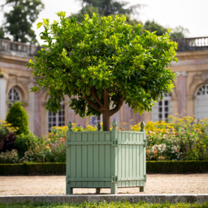 Mobilier d'orangerie